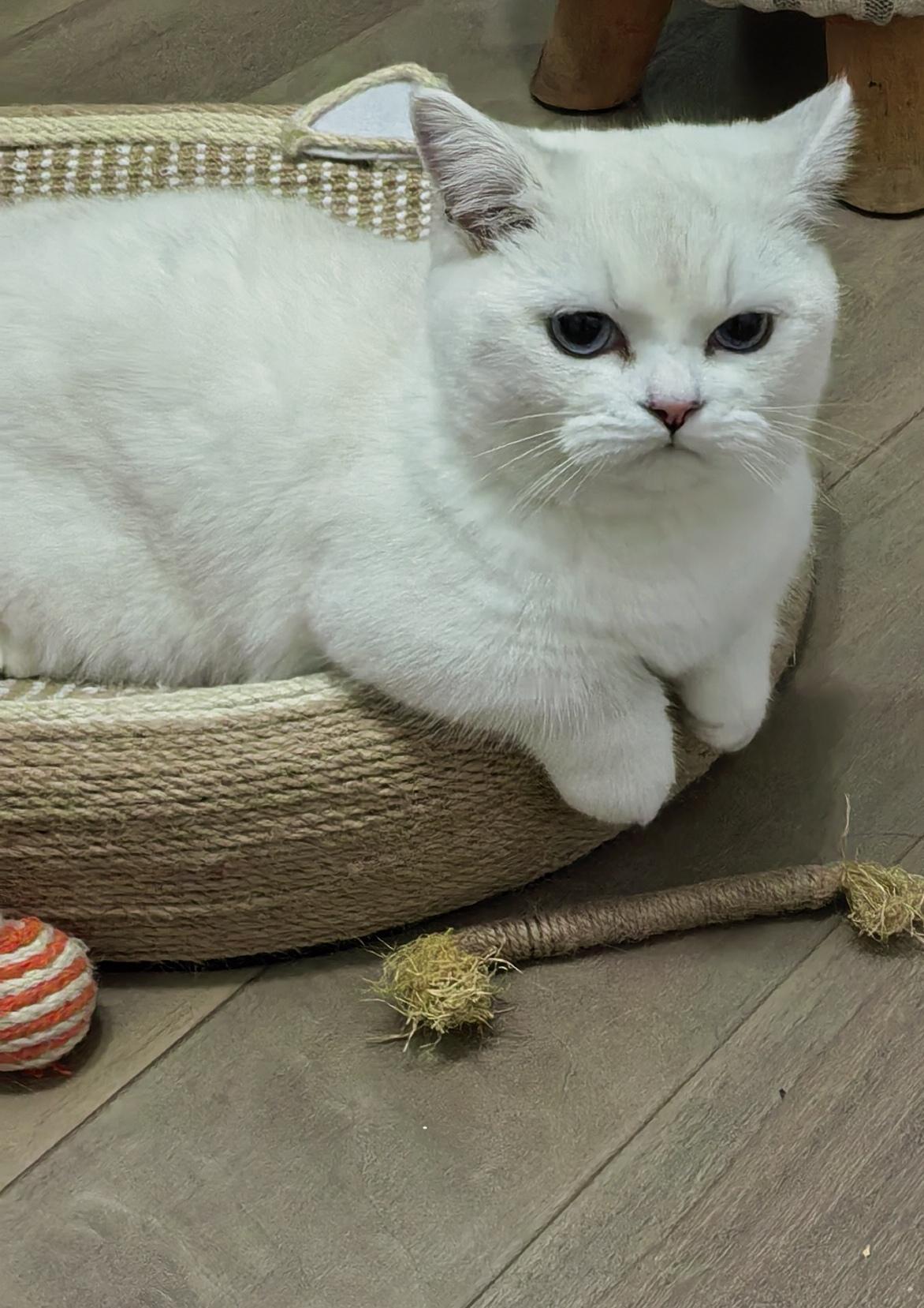 分享一张你家小猫咪的照片
早上起来拖地，我家的雪糕认真的、长时间的.这么专注着什