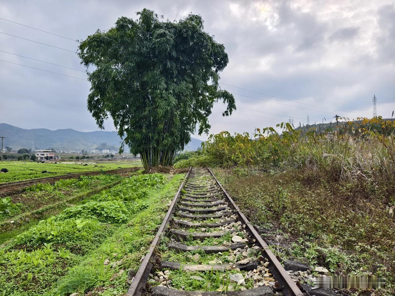 万南地方铁路（万盛-南川）苏家湾车站现状，杂草丛生，铁轨已经埋没大半，真是可惜了