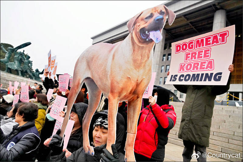 韩国禁食狗肉法将于明年生效 数十万食用犬去向引发关注海外新鲜事 韩国全面禁止食用