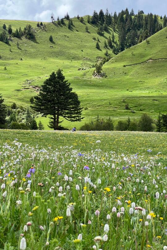 接下来的川西，是一万次的春和景明🌼