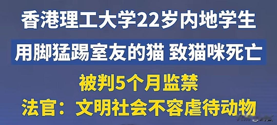 香港理工大学的一个22岁内地的学生，把室友的布偶猫踢死了，被判刑五个月。
不得不