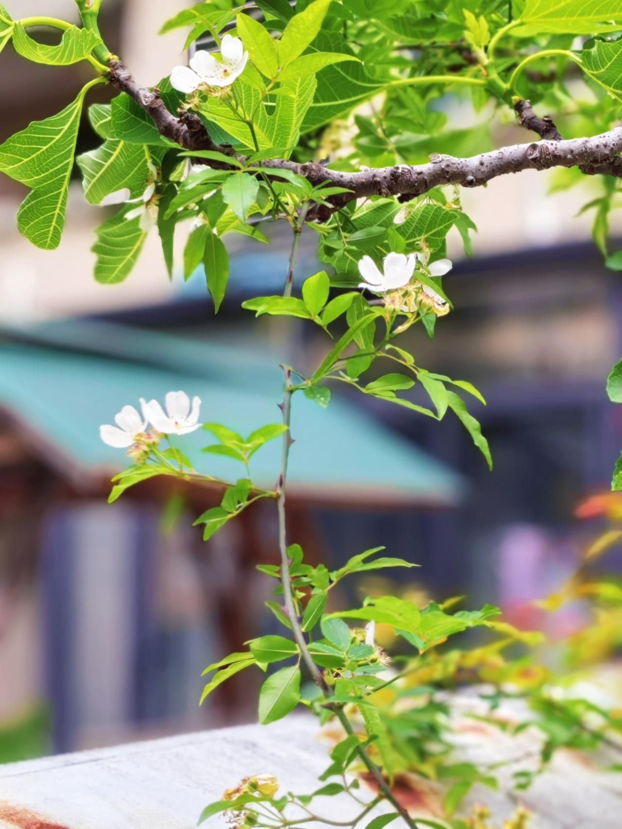 风递香，
花含笑～

把花瓣，
夹进书里。

将花香，
藏进衣缝。

这样呢，