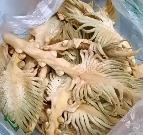 四川，一女子去看望远在外地的大舅，令她意想不到的是，临走前，大舅还特意拎了一大袋