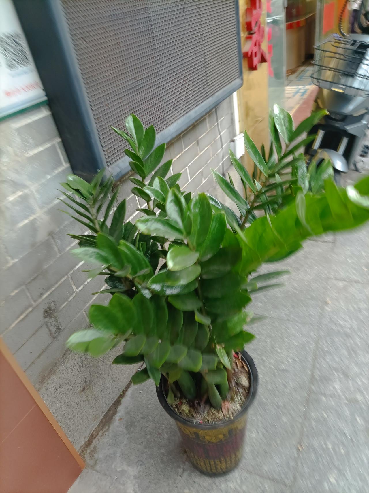 家门口的春天走出小区门囗，就可以看见许多花花草草，店门口，人行道上的花儿告诉你，