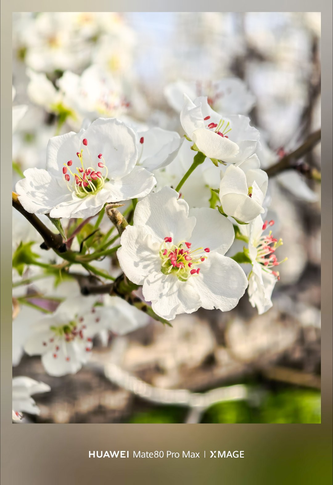 安徽砀山万亩梨花竞相绽放 这么拍梨花怎么拍怎么好看！抓紧学起来安徽砀山梨花惊艳整