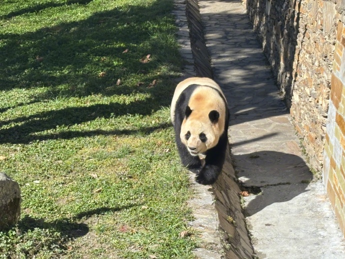 福宝与公众再度见面康复就好，福宝是真的可爱。熊猫中心卧龙神树坪基地距离成都不远，