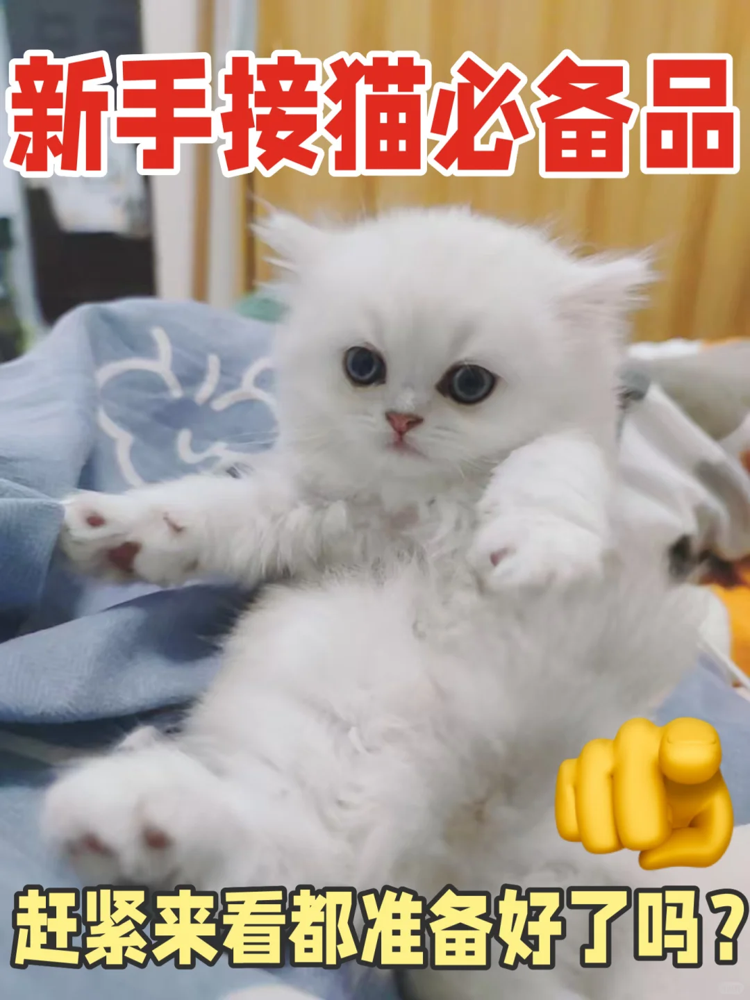 幼猫到家用品！新手养猫的你准备好了吗？