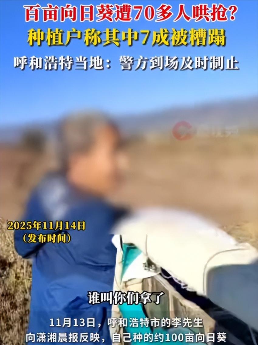 内蒙古呼和浩特，有位男子承包400亩地种向日葵，辛苦一年到收割季，却遭附近村民哄