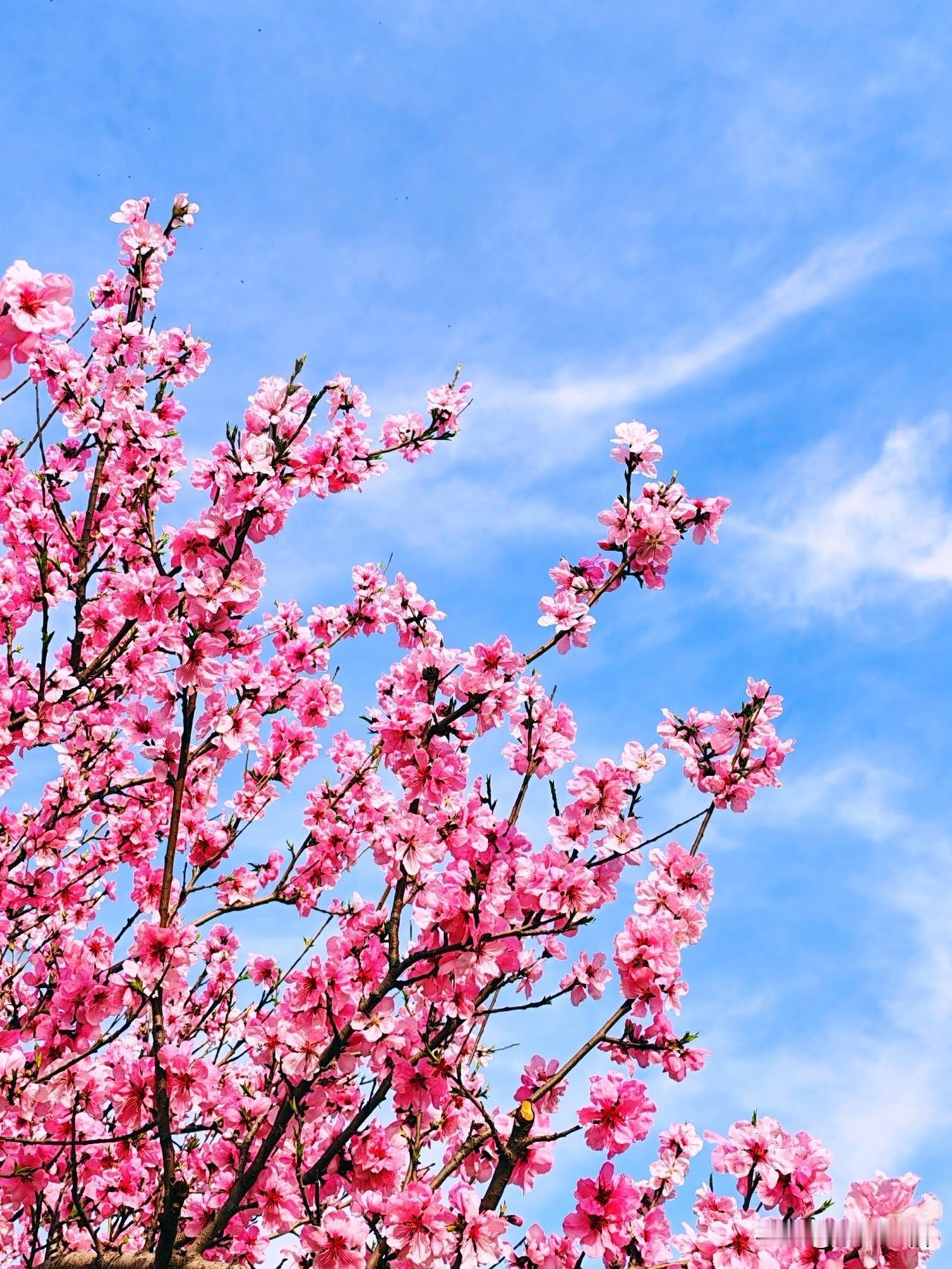 春风拂面来，花枝笑语开。🌸🌸🌸