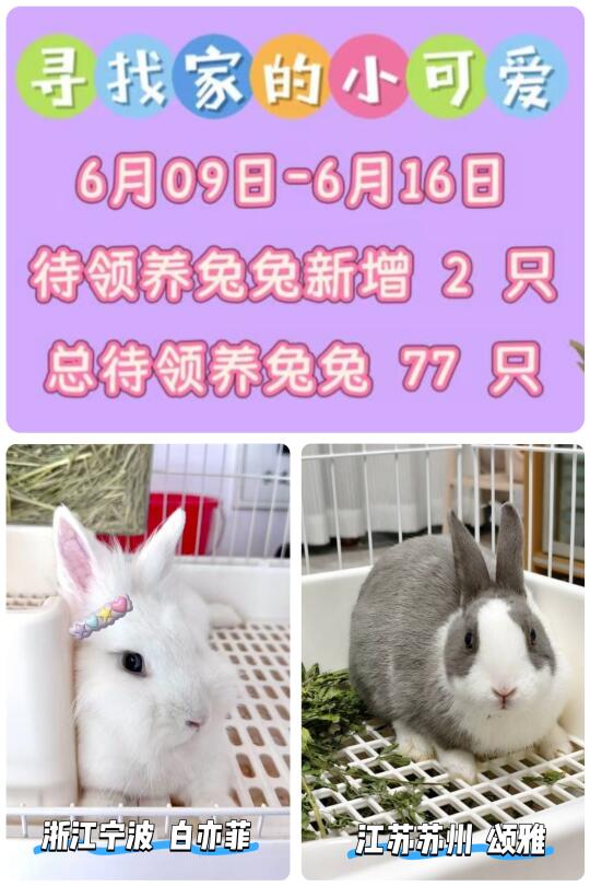 77只救助兔兔待领养！新增2只🐰