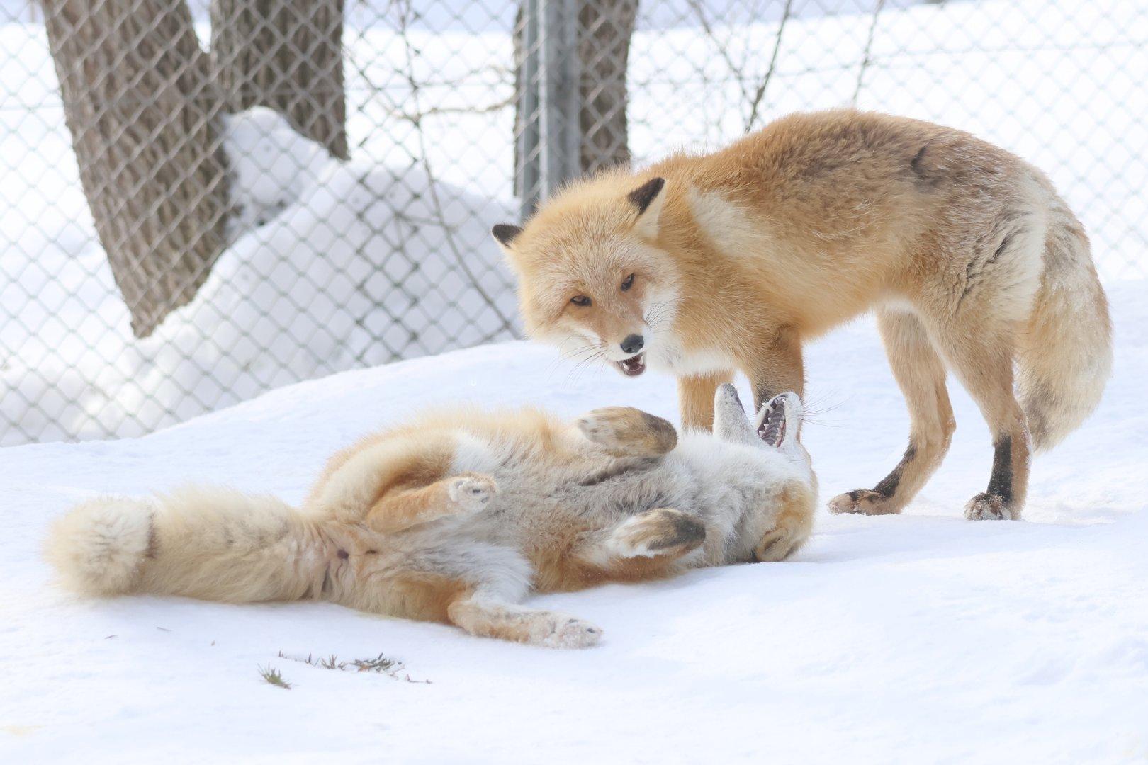 原地撒泼形成绝对防御©️chengren21 