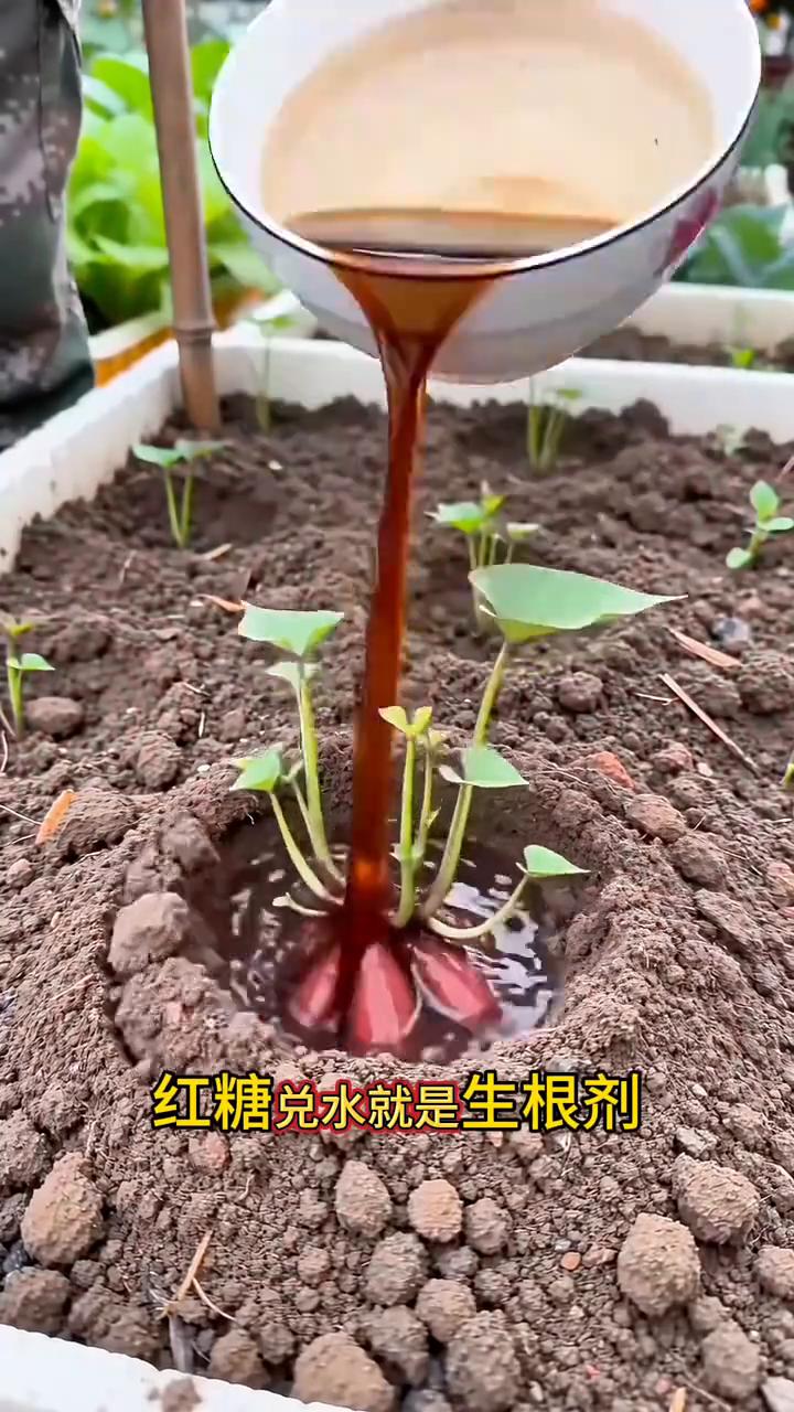 味精兑水就是化肥，红糖兑水就是生根剂，啤酒兑水就是营养剂，白醋兑水去黄叶和烂根。