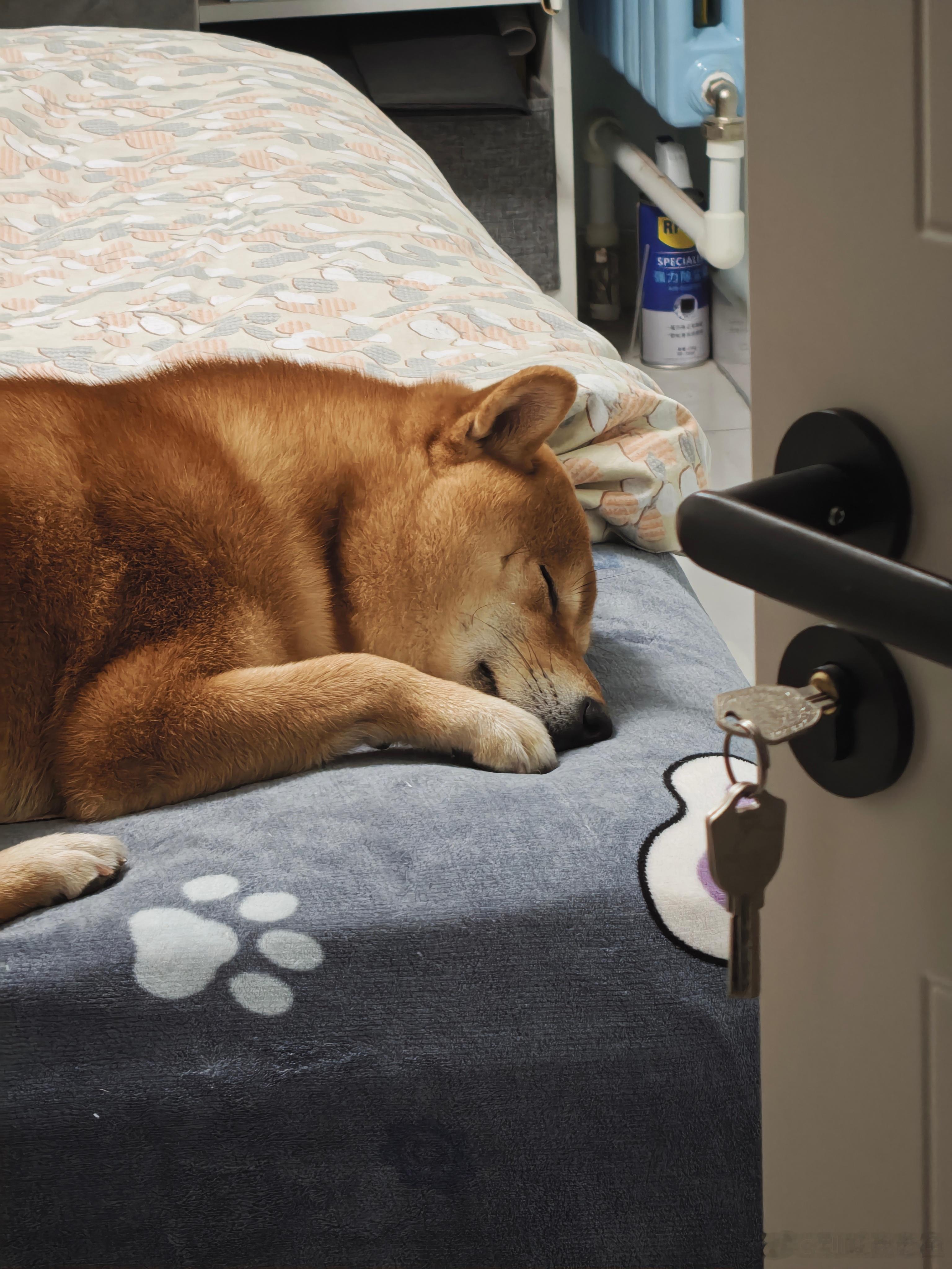 又上床了，这狗子[doge][doge][doge] ​​​
