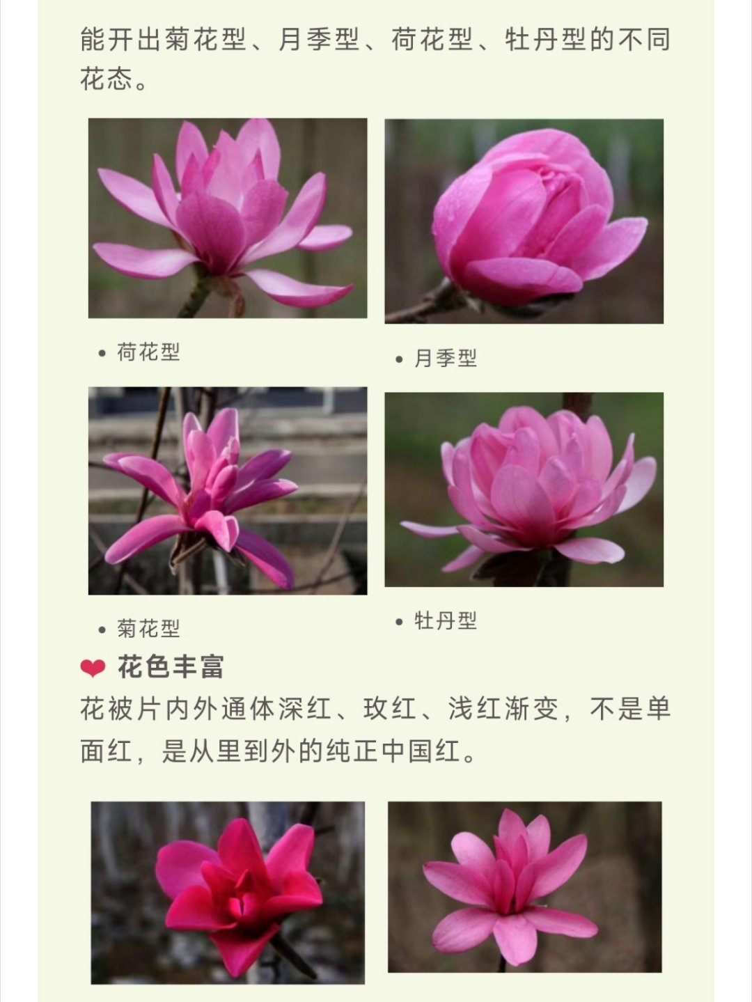 怎么证明玉兰活了1点4亿年¹ 玉兰花见之难忘，最常见的是白玉兰。还看过少量的黄玉