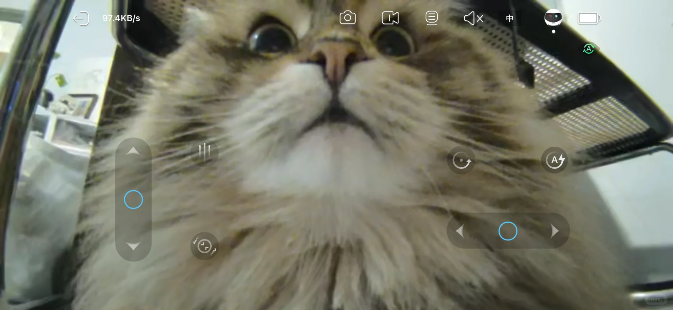 监控下的小猫