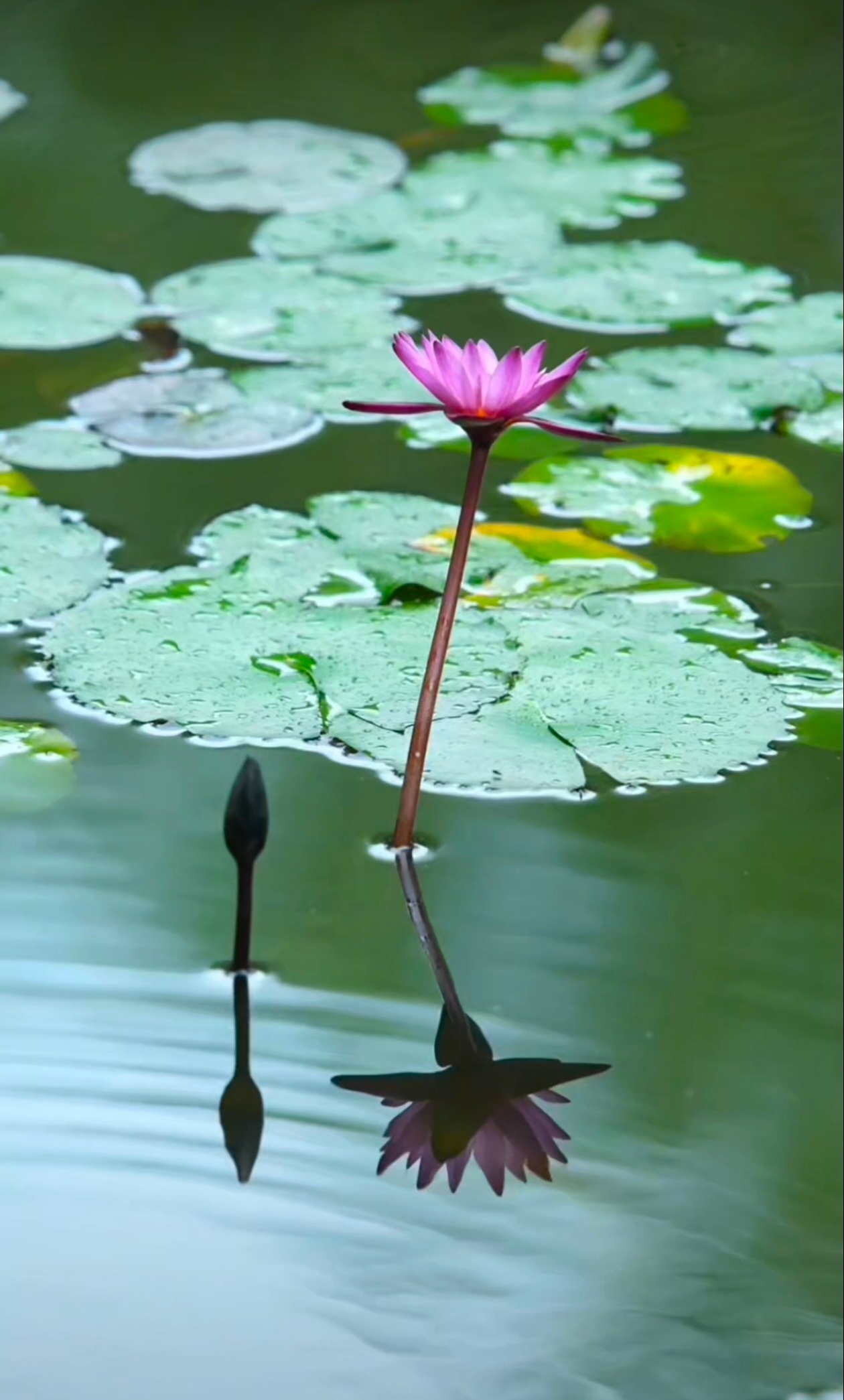 杭州暴雨停一停，歇一歇，深刻体会“百动不如一静”的意境。西湖欢迎你。 