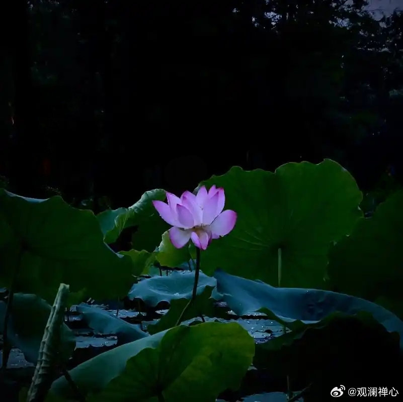 夏夜公园里，有荷寂寞开。风吹花影动，似迎故人来。 