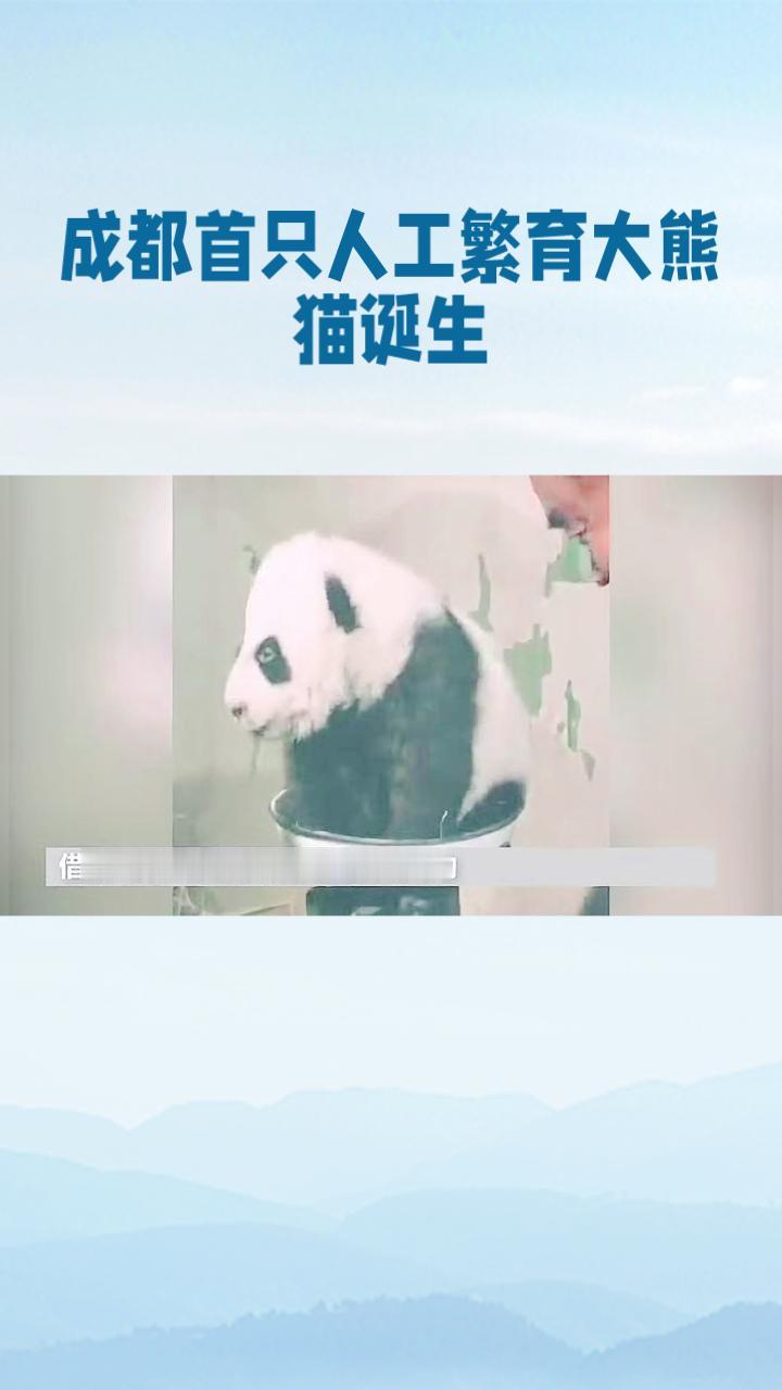 48年前，首只人工授精大熊猫如何诞生？这一突破背后有何故事？
1980年，成都动