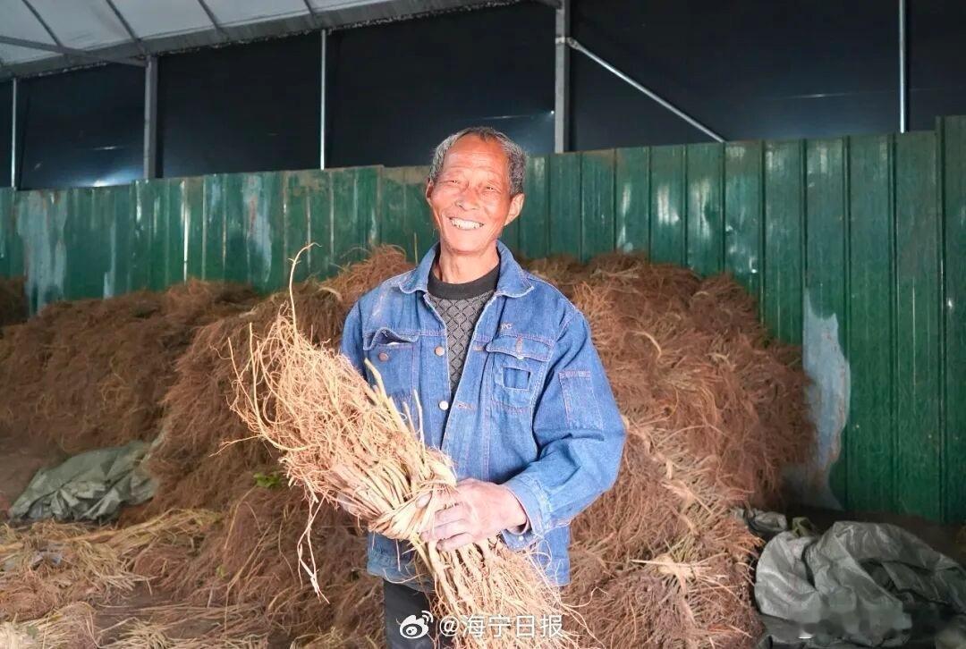 海宁农户笑称田里小桑苗都是国际订单浙江小桑苗托起乡村亿元富民产业浙江海宁周王庙镇