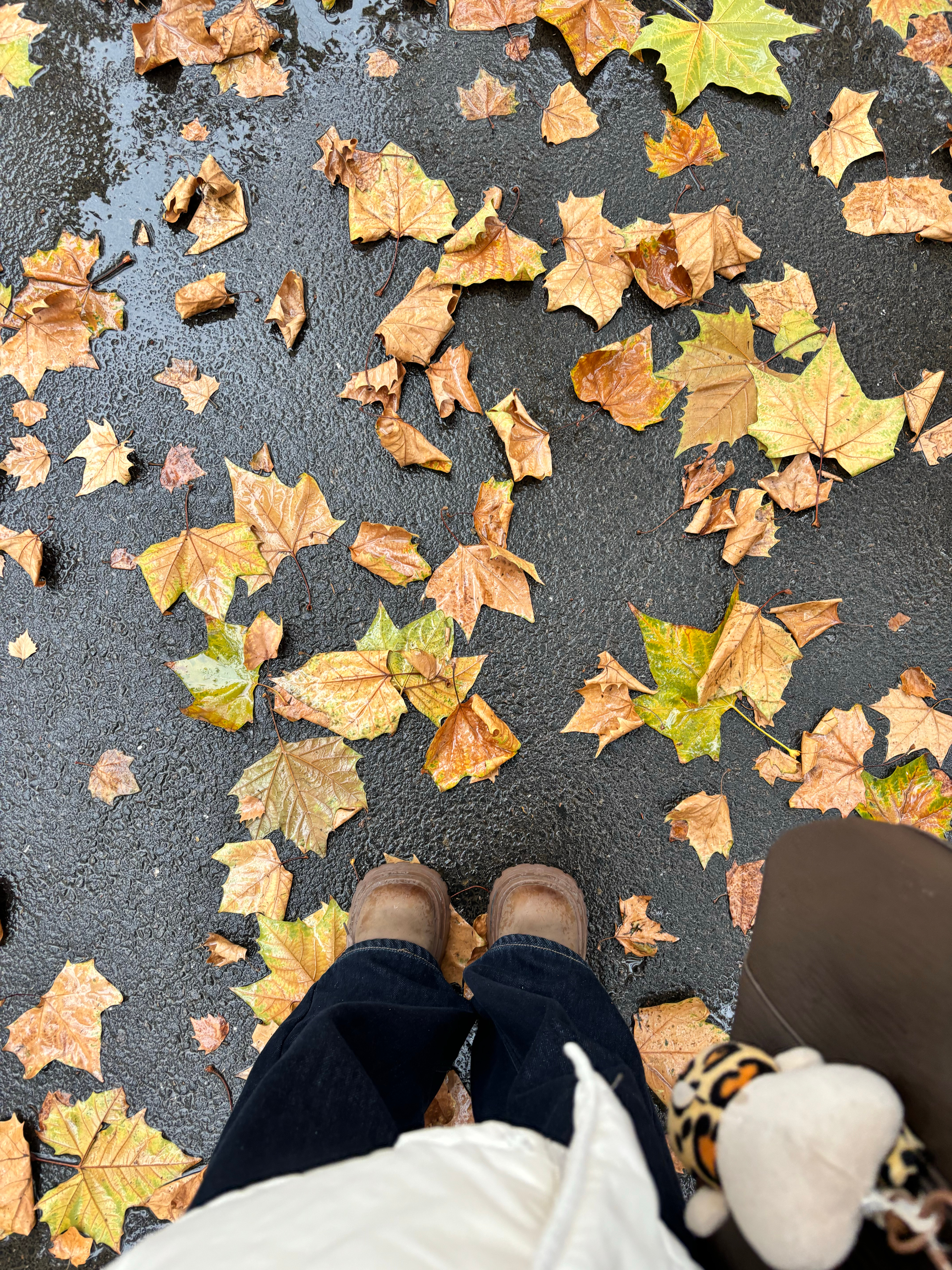 学校的落叶🍂 