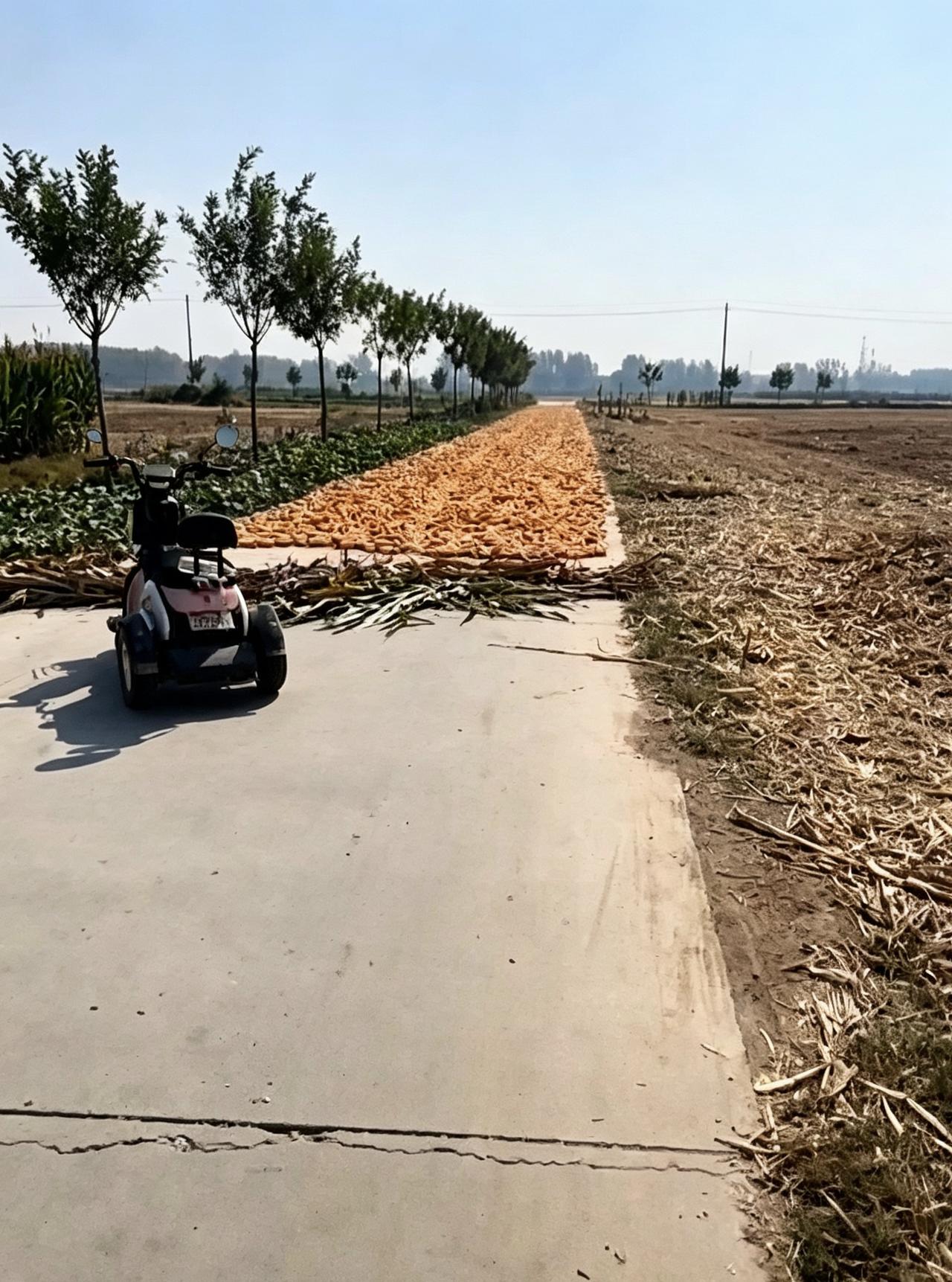 村民将玉米铺满路面，路人无法通过向村里反映回应个别人真的管不住。

每年秋收季节