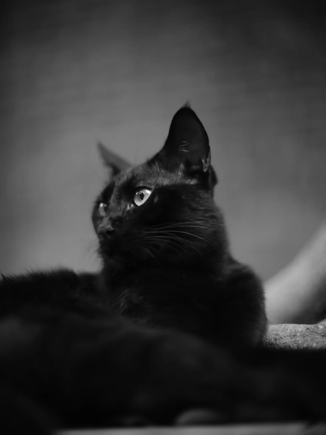 见到月野兔只猫