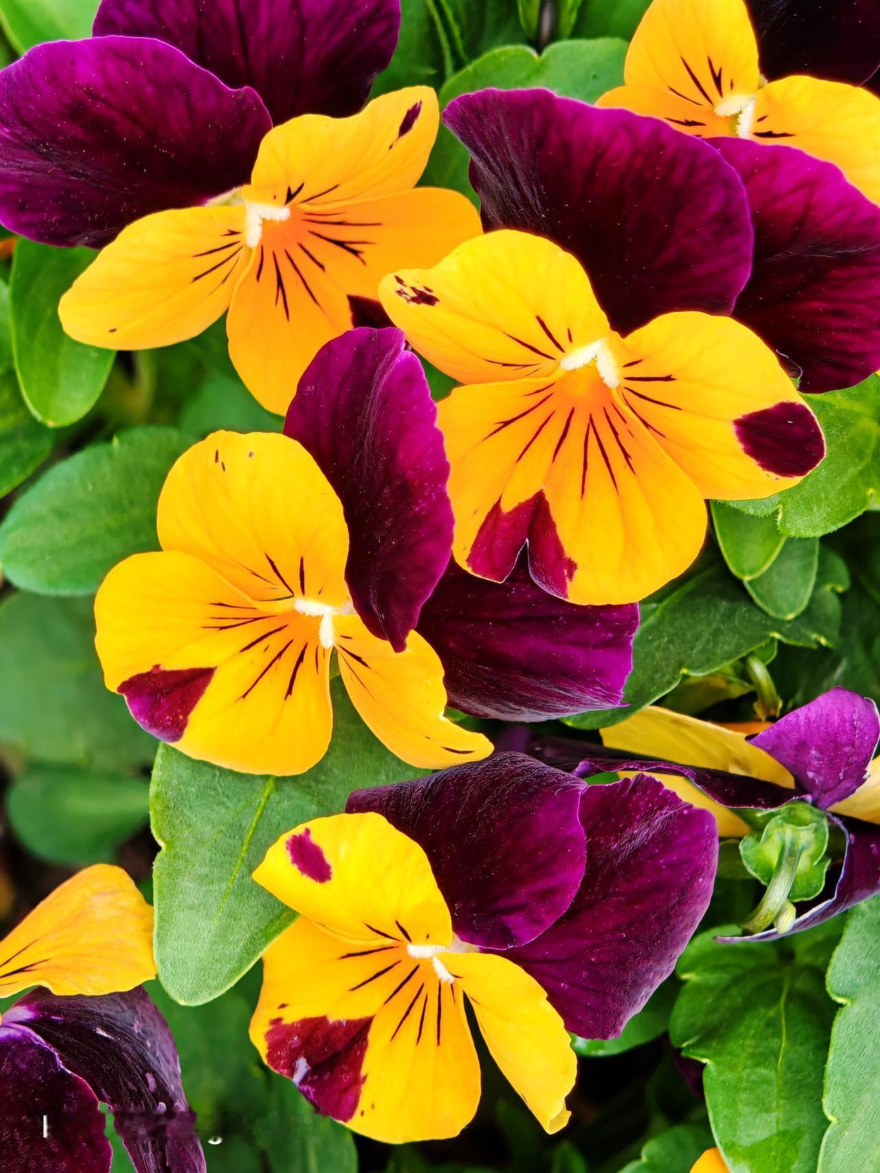 路过张凤路北口，那花坛里的小花简直绝了，艳丽多彩得让人挪不开眼。就像历下那些道路