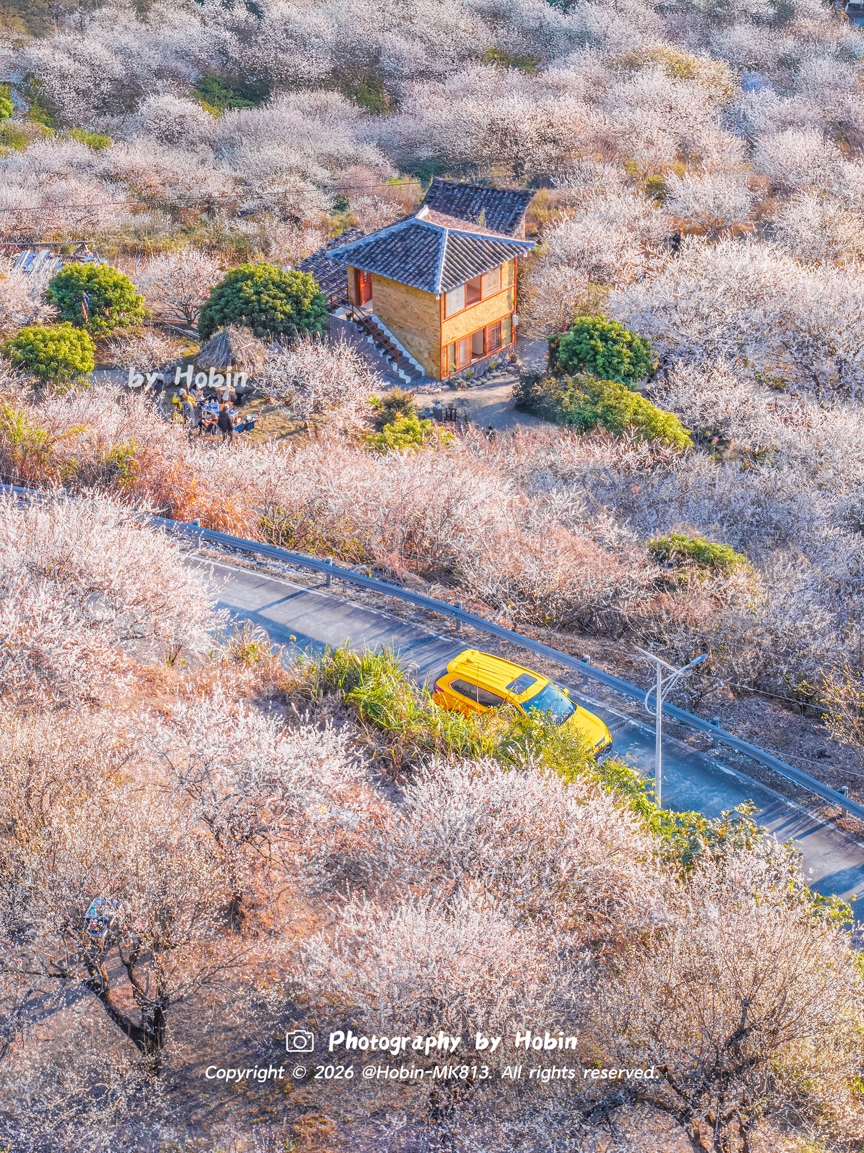 羊城冬日香雪胜景🌸漫山梅花盛放，花枝摇曳，暗香浮动，感受“十里梅花香雪海”的岭