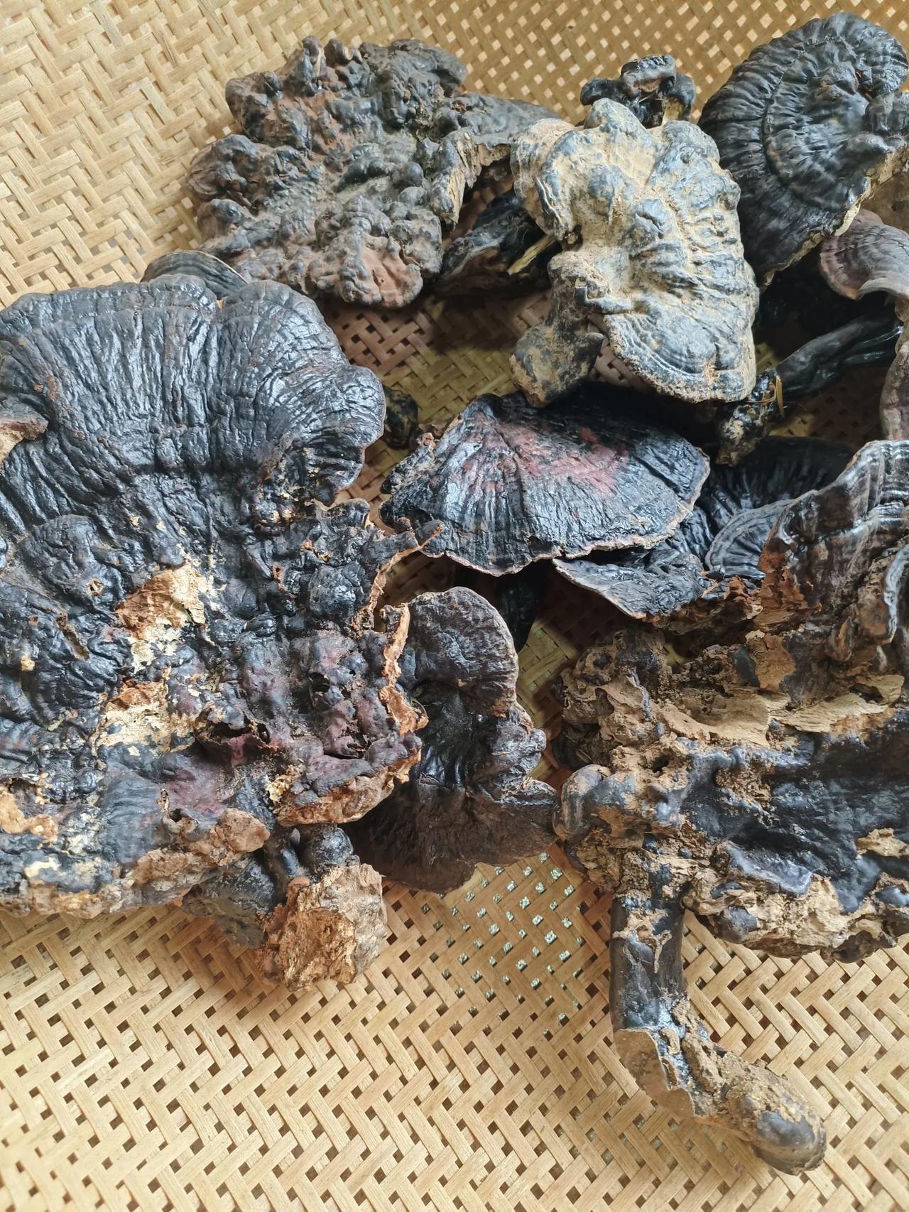 正宗野生灵芝，靓不靓货，你们说的算[耶]