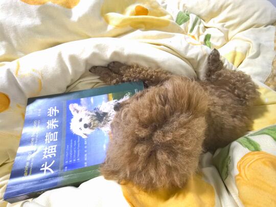 看书果然好睡一点😂狗也一样