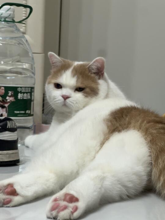 大pp小猫咪！给我咬一口腿腿！