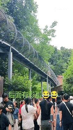 老虎在空中走来走去，游人在地下仰着脖子观看。
那空中的大家伙突然就往下送了份“惊