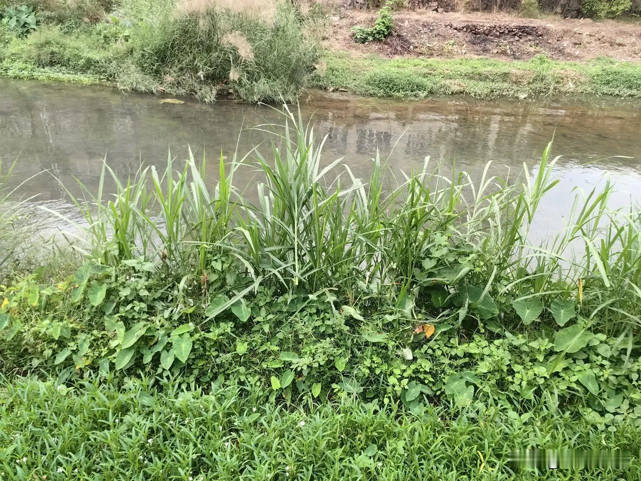 绿树成荫，鸟语花香。