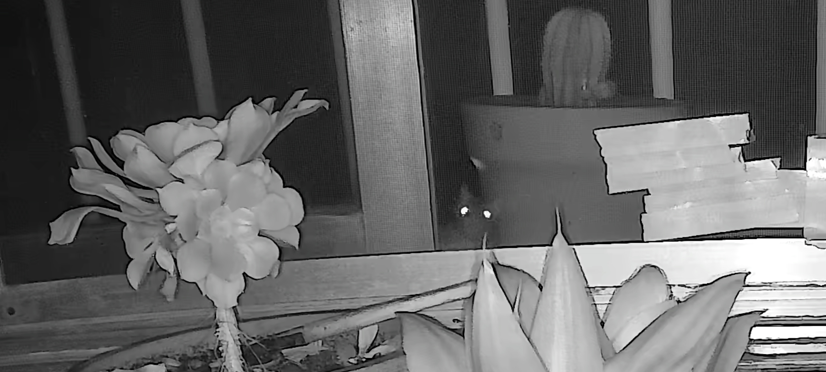 小米摄像头把老鼠的全部动作都捕捉到了。真的是老鼠，已经打了4个洞了，每次我封住就