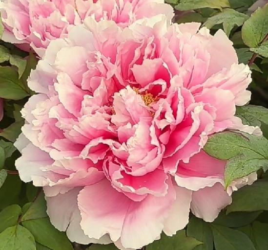 有没有漂亮的花朵图片吗随手拍～