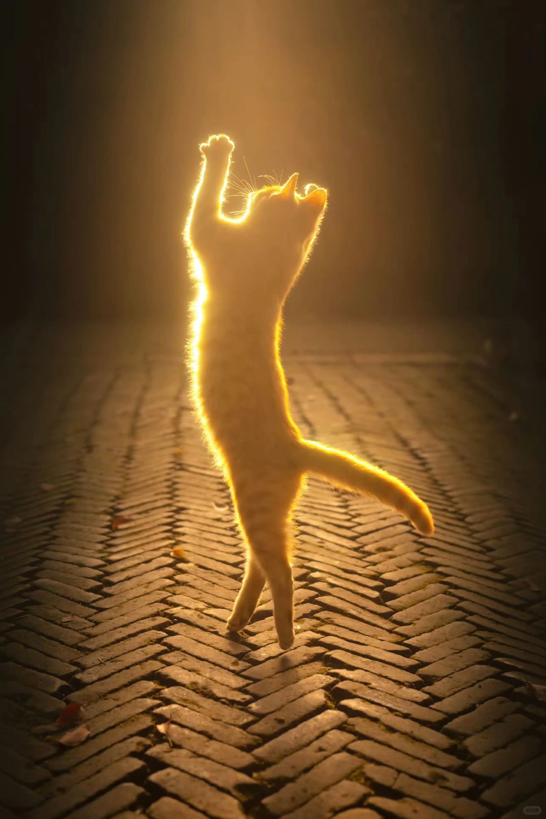 人生照片之是猫总会发光的（一）