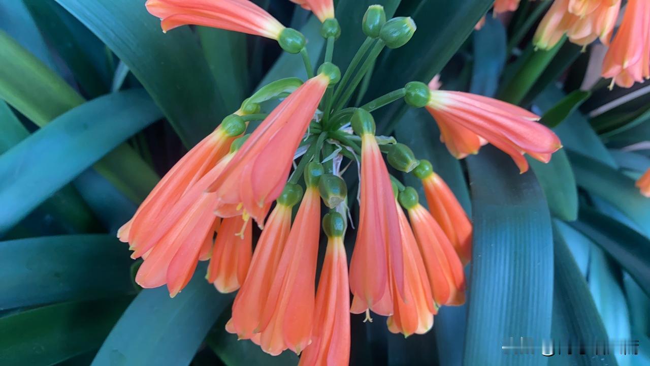 天南地北大拜年惊艳的橙红色花朵，绽放出生命的活力！🌸🌸🌸
