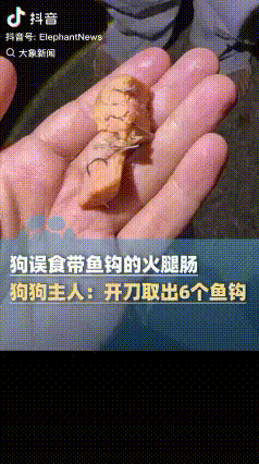 太损了！福建福州，男子遛狗时，狗误食了带鱼钩的火腿肠，结果还去开了刀。

据大象