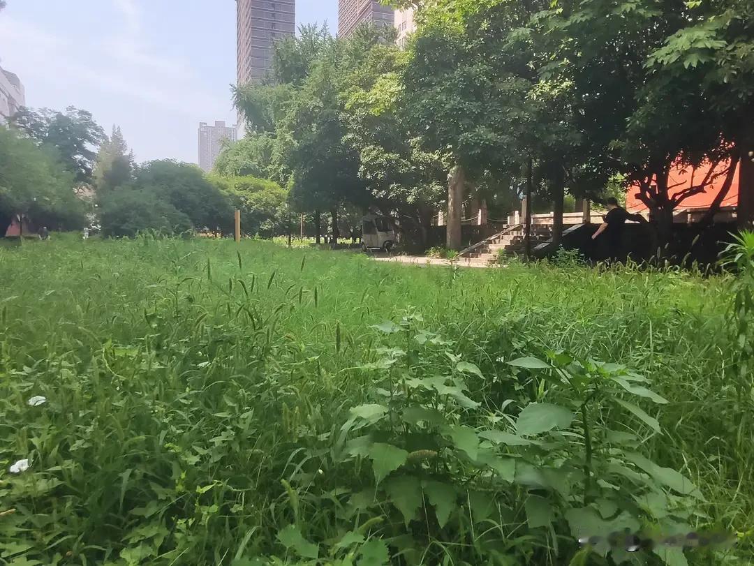 昨天应热心网友的投诉，采写了一篇郑州某知名公园门口有一个咋草园的稿子，引起大多网