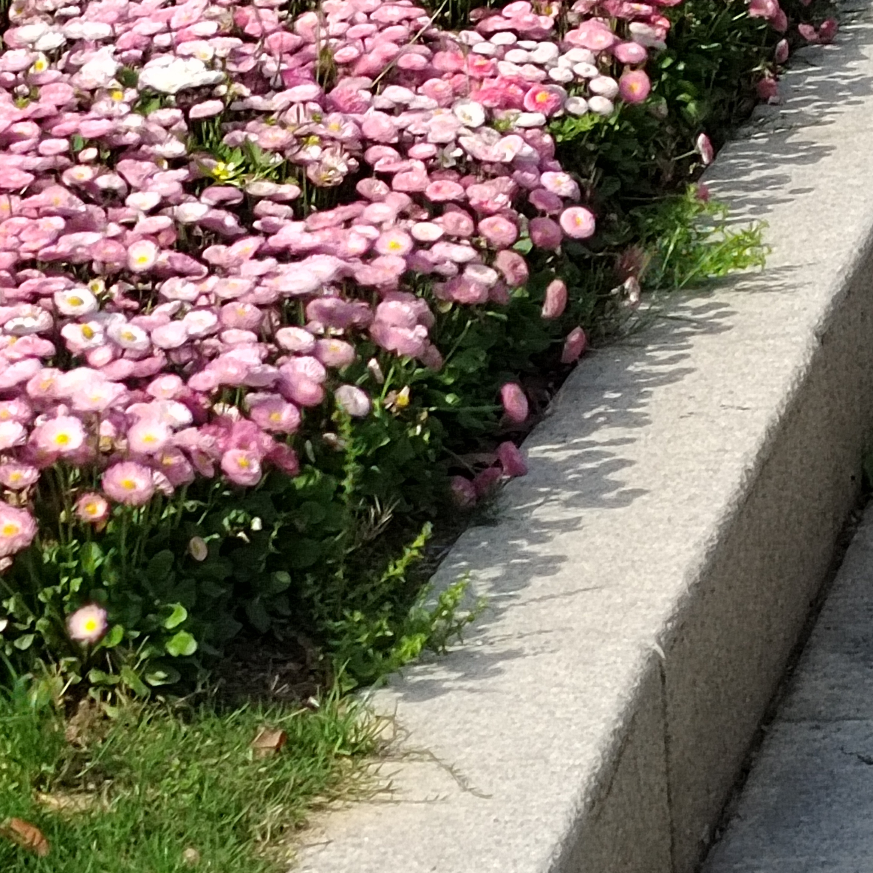 WeChat｜背景图分享｜春意盎然 