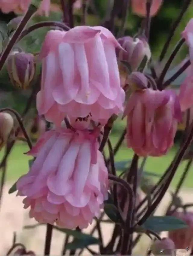 哇塞！这些花像从梦幻城堡飘出的帷幔
 
家人们，偶然瞥见这些花，直接被美到失语?