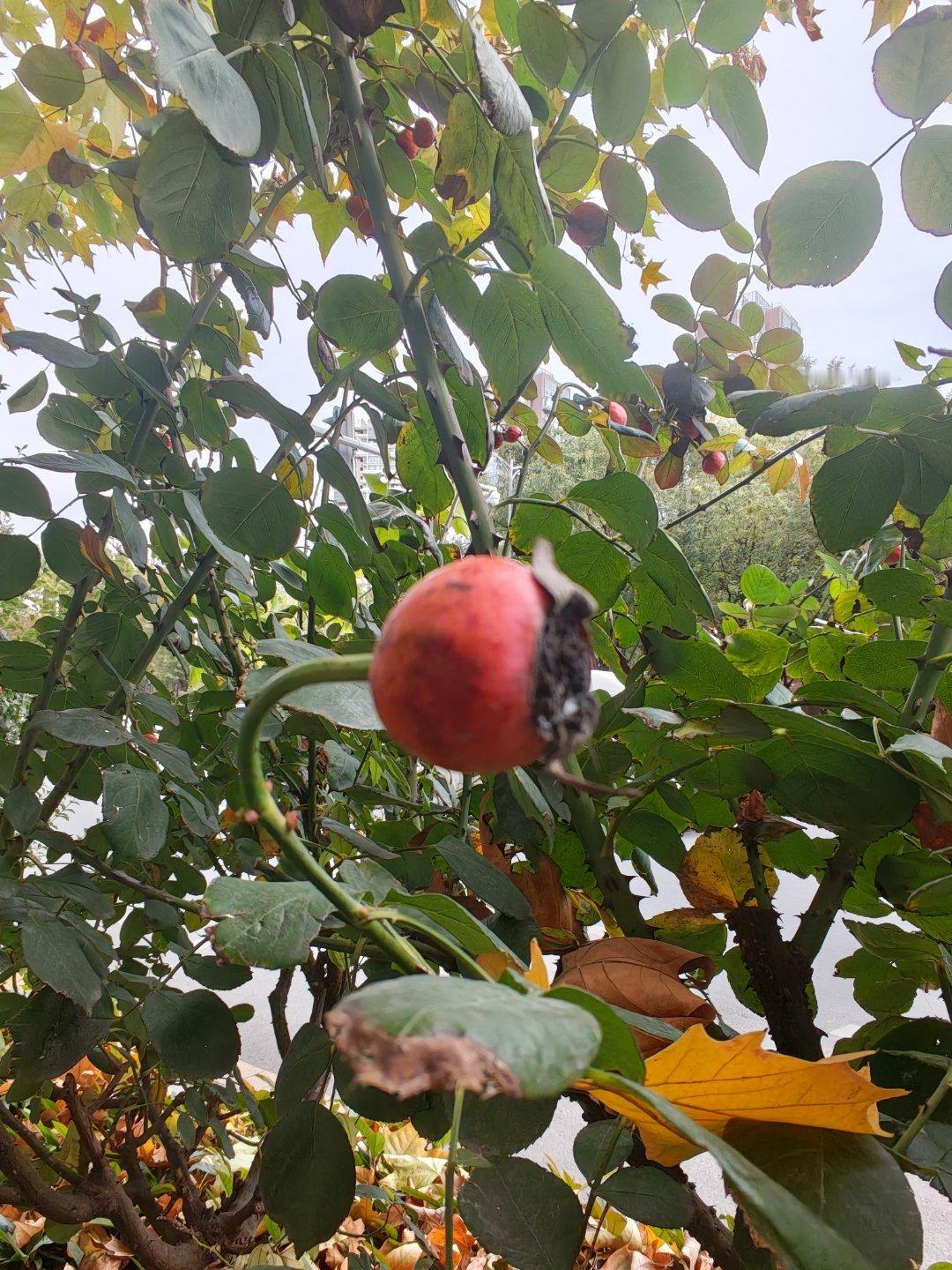 跟着别人屁股后面走，风险别人都承担了，你坐收渔利，当前这种境况很无奈，但是随着创