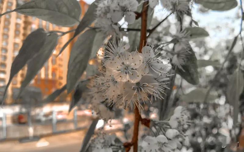 尘间沉醉，不负春光

春风携月拂花枝，
岁岁芳菲醉心骨
枝头漫染温柔色，
风软云