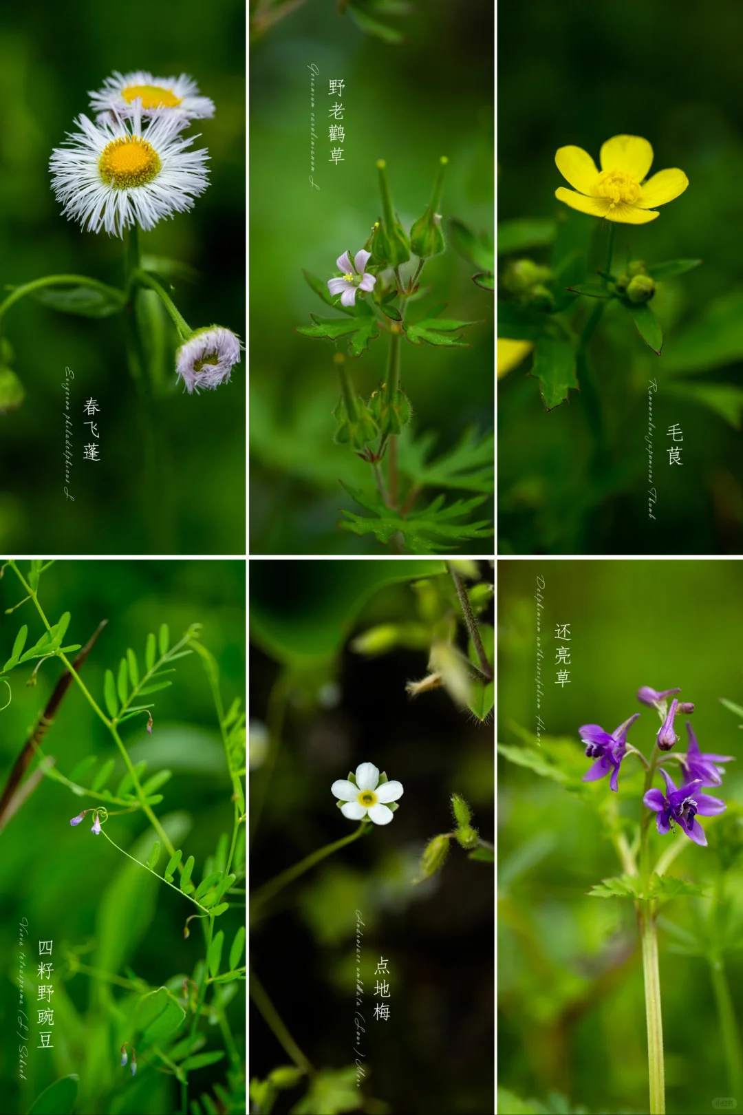 春意盎然|春季野花摄影图鉴17