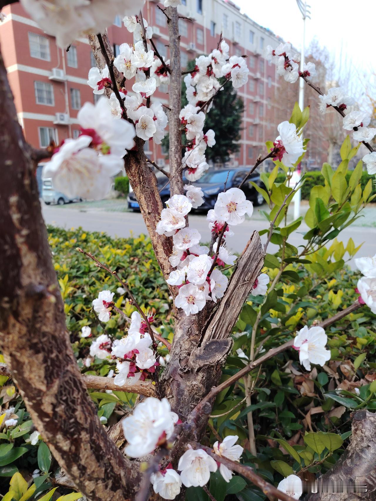 杏花落了，孩子又长高了


时间如白驹过隙，春日的时光每天在忙忙碌碌中度过。一晃