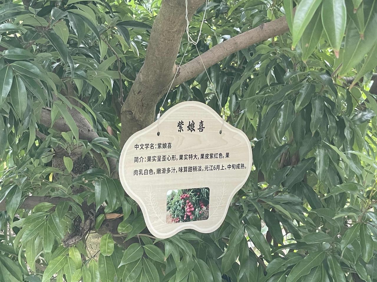 打卡元江中国萨王纳热带植物园！在地图上查到元江有个热带植物园，距离县城不是很远，