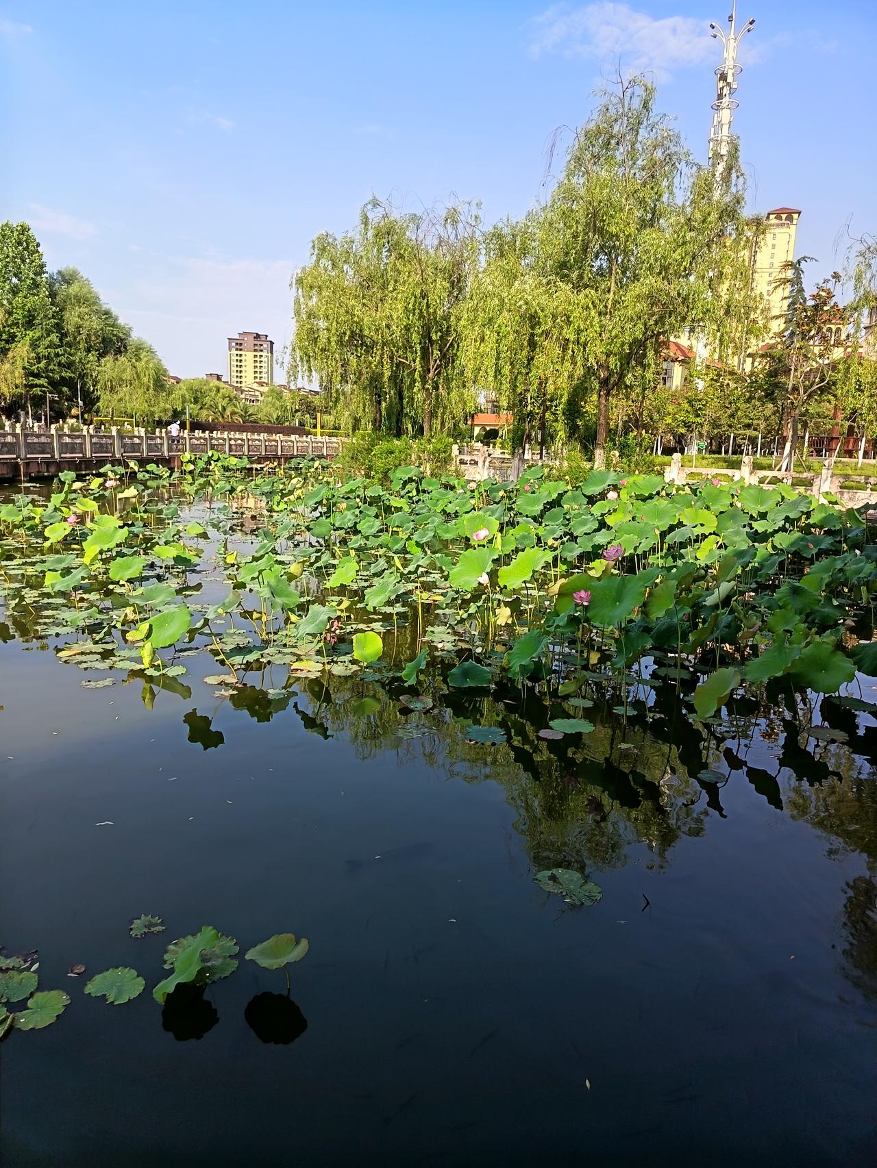 围荷花池塘转悠

凉亭畔，荷池旁，
柳丝凝翠风拂衣裳。
趁晴好，早起身，
慢悠悠