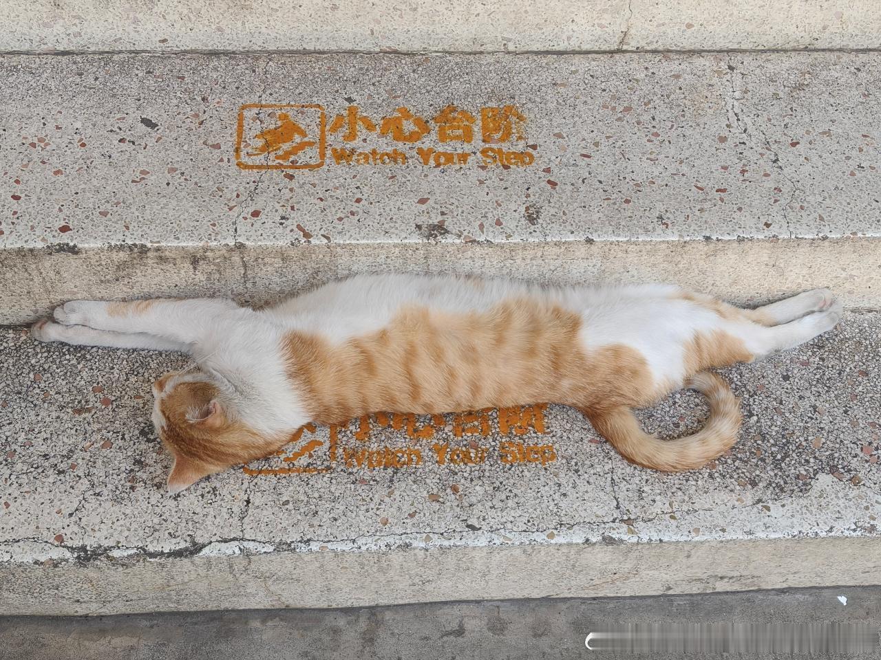 50297【丑猫】雷霆猫cos台阶试图绊倒人类 