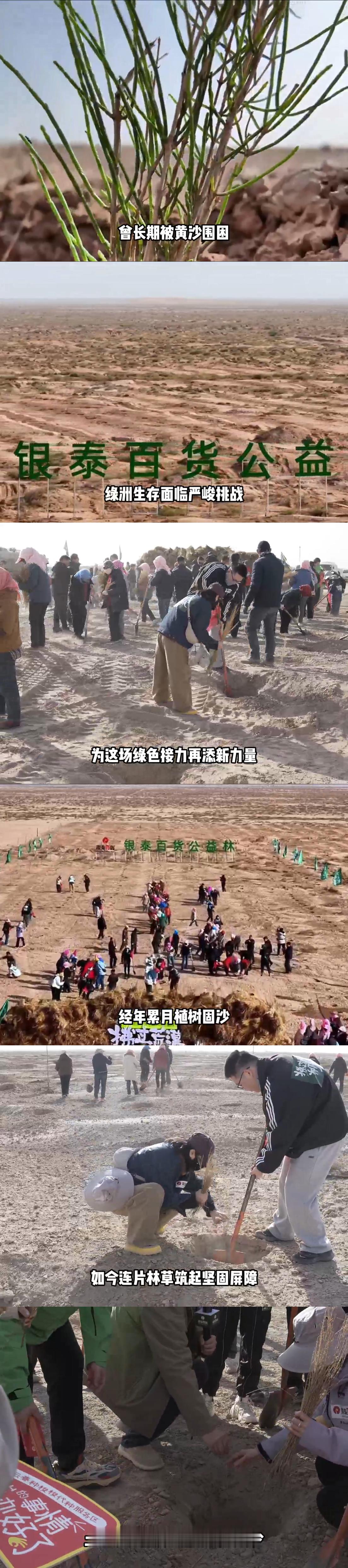 武威民勤的绿色进度条更新了草木微光筑牢生态防线伴着世界环境日，民勤梭梭长势喜人，