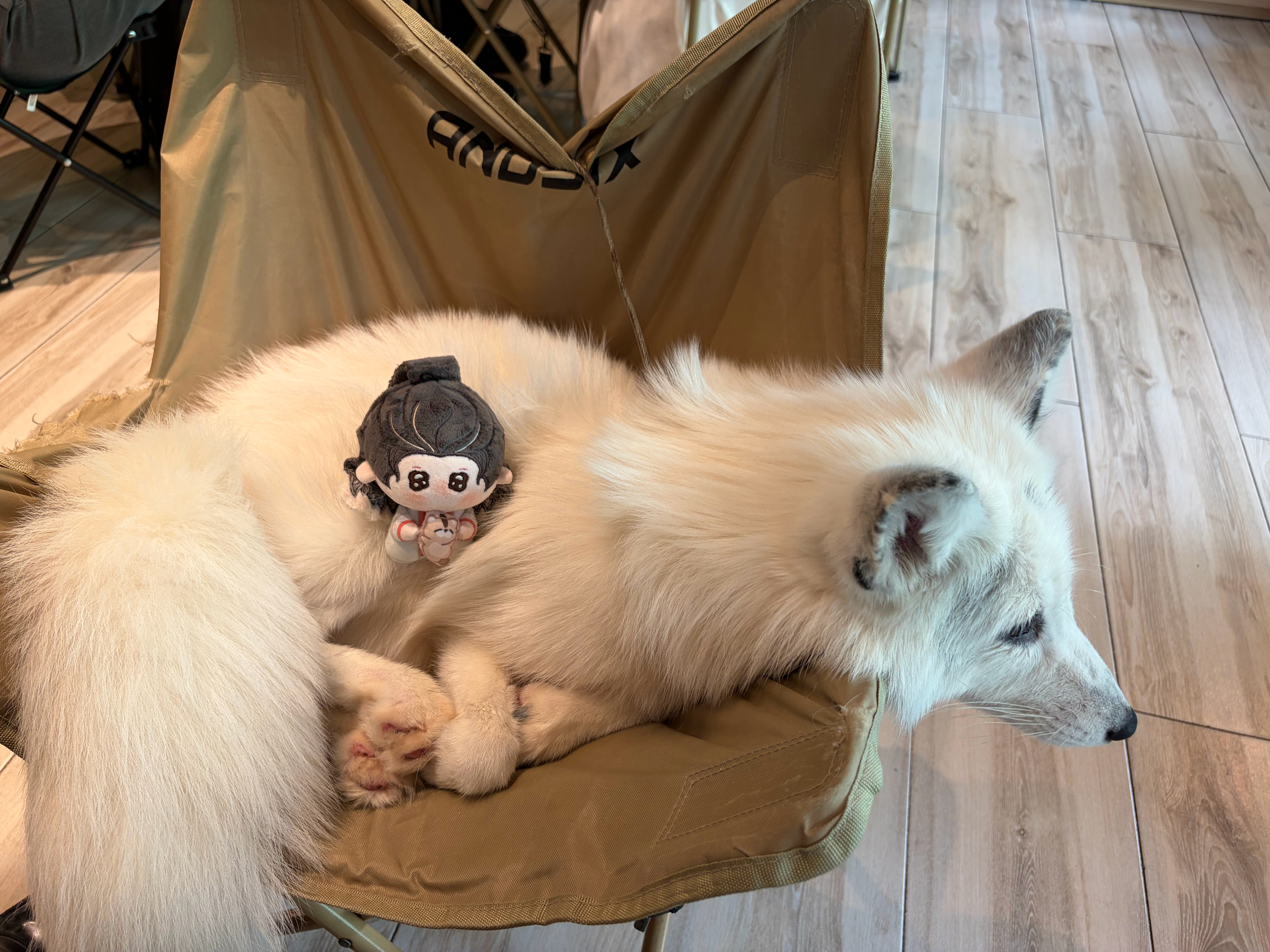 看到阿俪变成狐狸……我就想到我去狐咖摸的狐狸狐狐被摸爽了是会发出猪叫的 